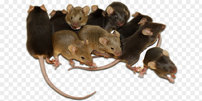 Mouse House Rodent Rat Cockroach Pest Control PNG