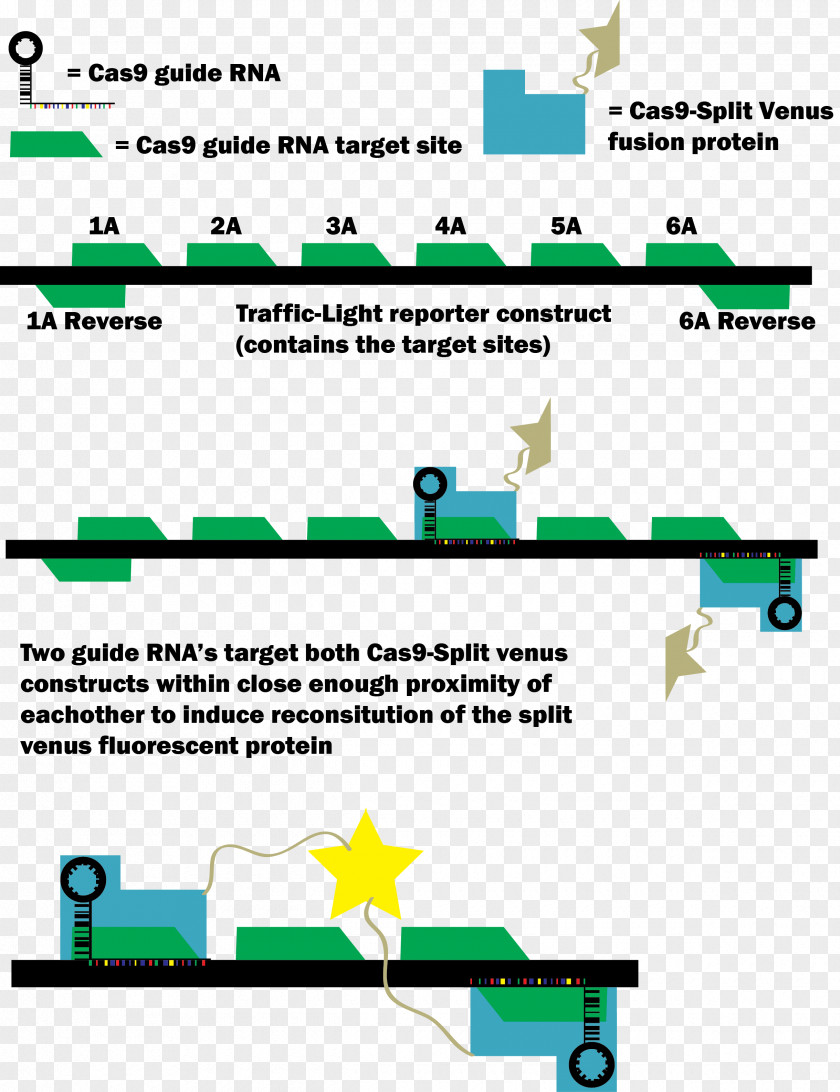 Signaling Cas9 Green Fluorescent Protein CRISPR Transfection Fusion PNG