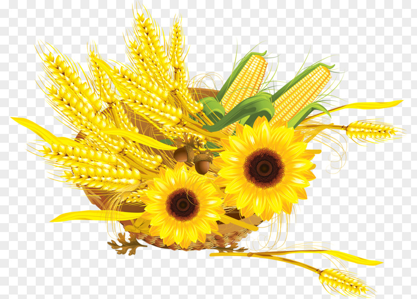 Wheat Corn Sunflower Common Maize Seed PNG