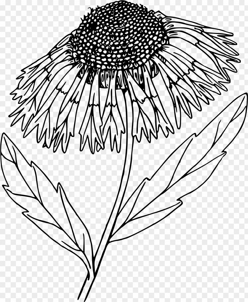 Blanket Flower Line Art Drawing Clip PNG