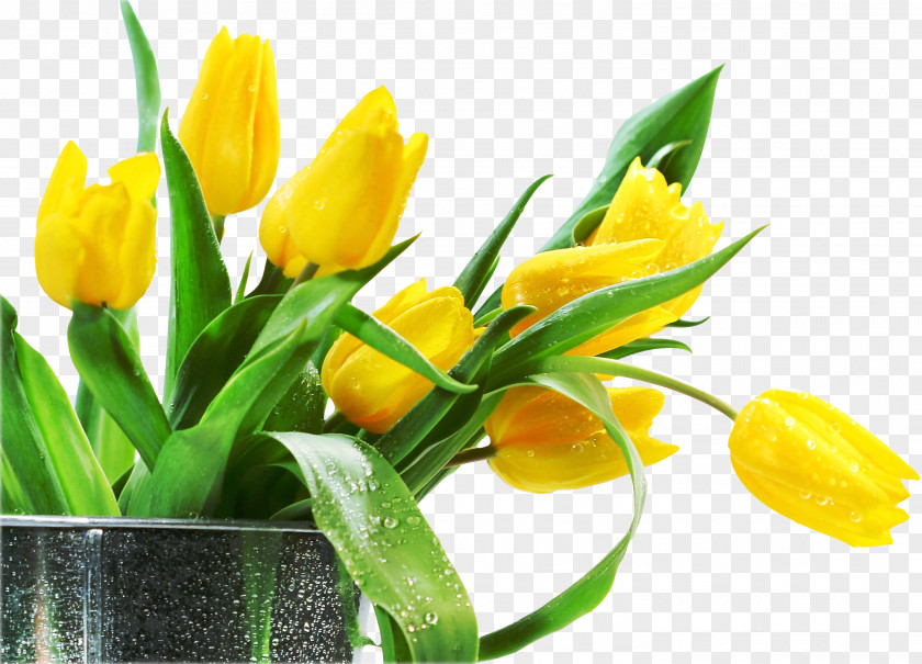 Crocus Artificial Flower Tulip Desktop Wallpaper PNG