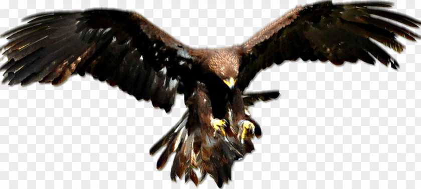 Eagle Bald Golden Vulture PNG