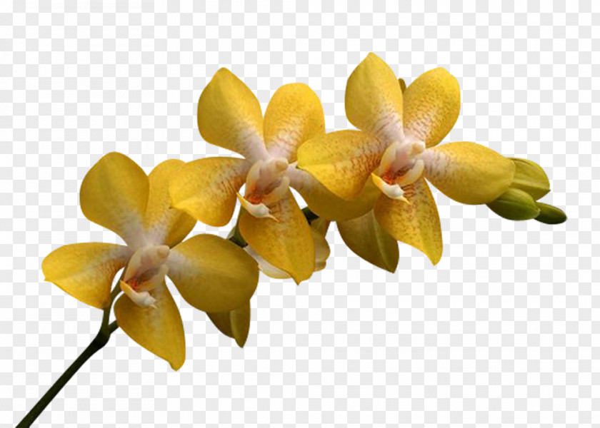 Flower Moth Orchids Cattleya Petal PNG