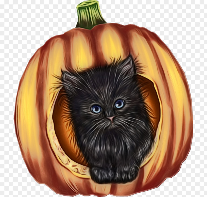 Fruit Kitten Pumpkin PNG