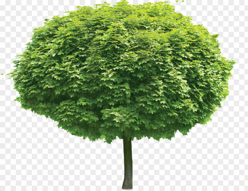 Green Tree Clip Art PNG