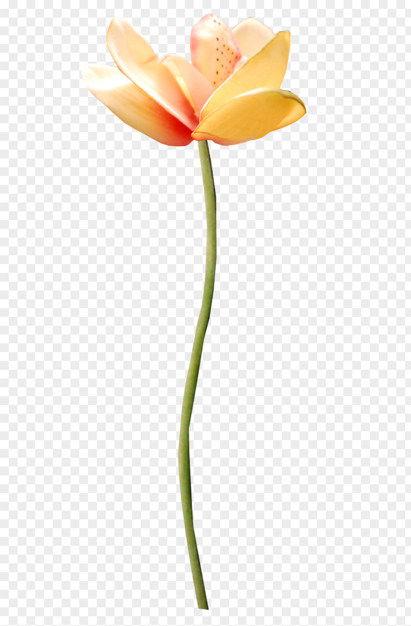 Orange Flower Flowering Plant Cut Flowers Tulip Stem PNG