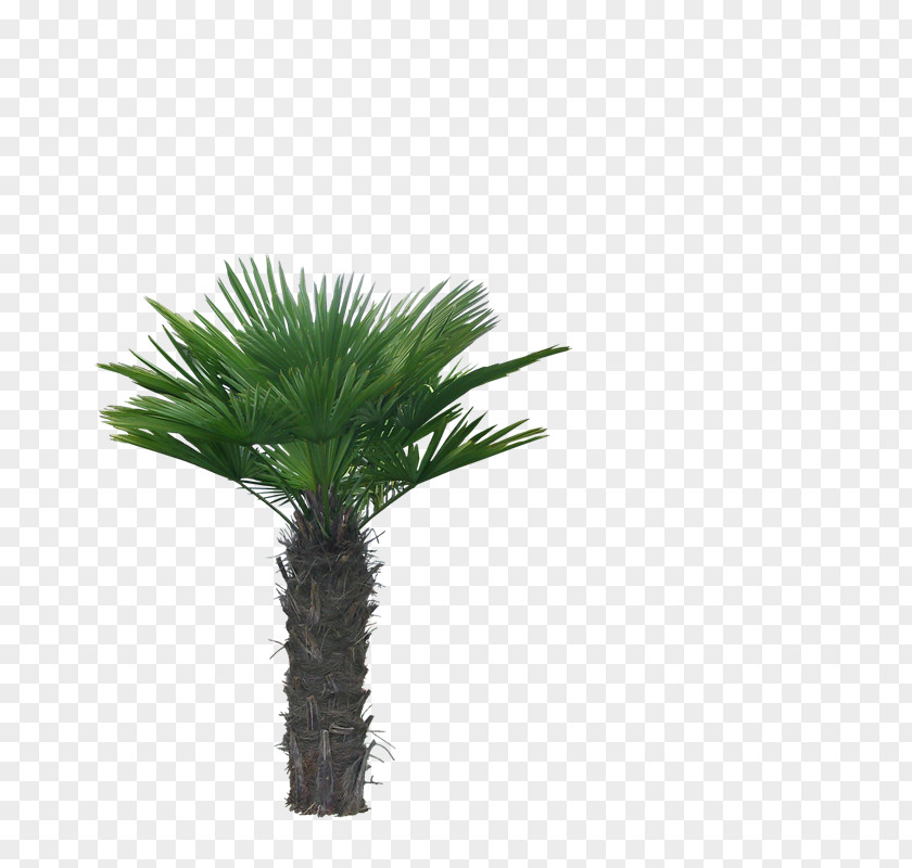 Rn Asian Palmyra Palm Arecaceae Coconut Tree PNG