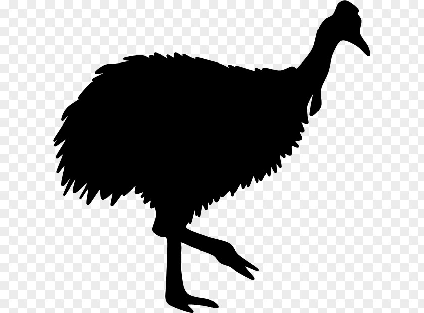 Silhouette Common Ostrich Galliformes Beak Clip Art PNG
