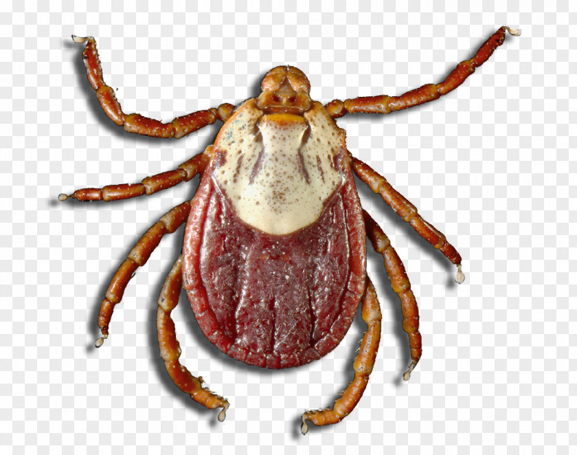 Tick Bug Dungeness Crab Arthropod Mite Parasitism PNG