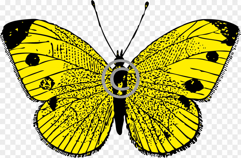 Butterfly Download Clip Art PNG