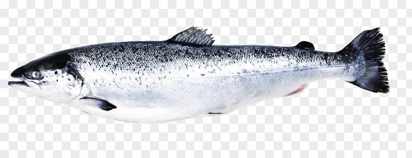 Osmeriformes Coho September Cartoon PNG