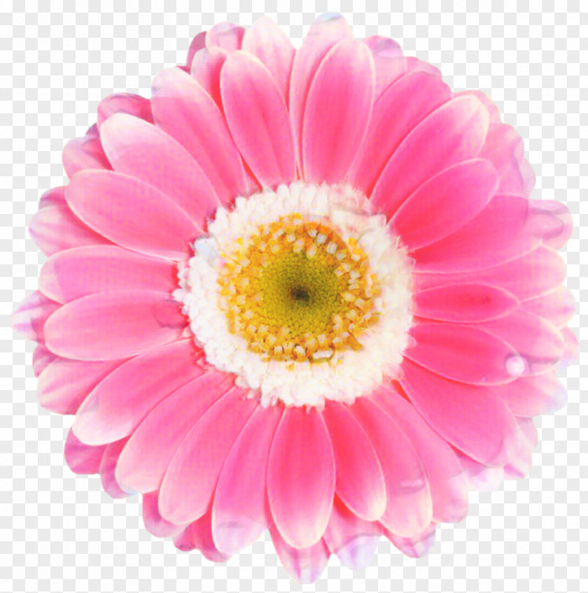 Perennial Plant Floral Design Pink Flower Cartoon PNG