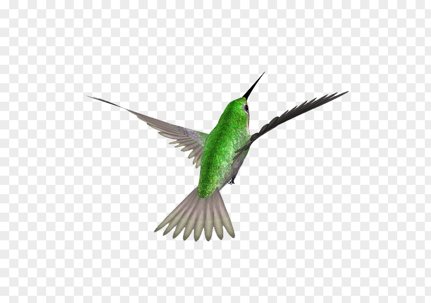 Simple Bird Hummingbird Swallow Image Download PNG