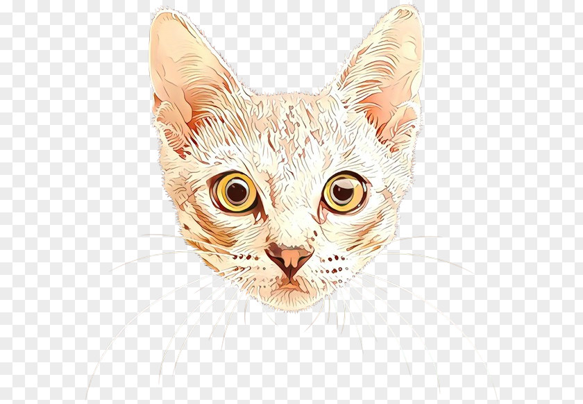 Snout Head Cat Small To Medium-sized Cats Whiskers Tabby PNG