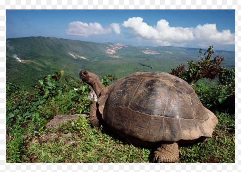 Turtle Galápagos Islands Tortoise Volcán Darwin PNG