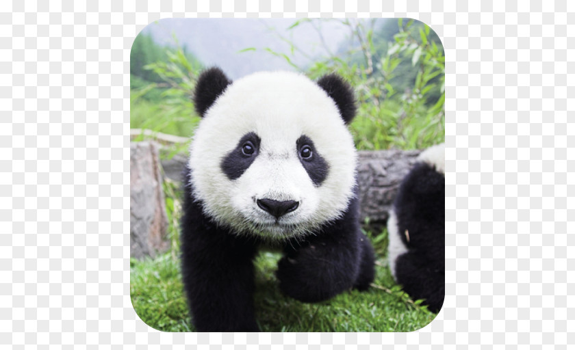 Bear Giant Panda Cute Love: The Secret Lives Of Pandas Image PNG