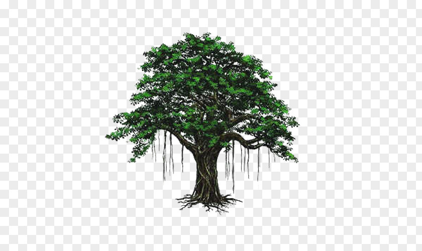 Bodhi Tree Hand Painted Picture Material PNG