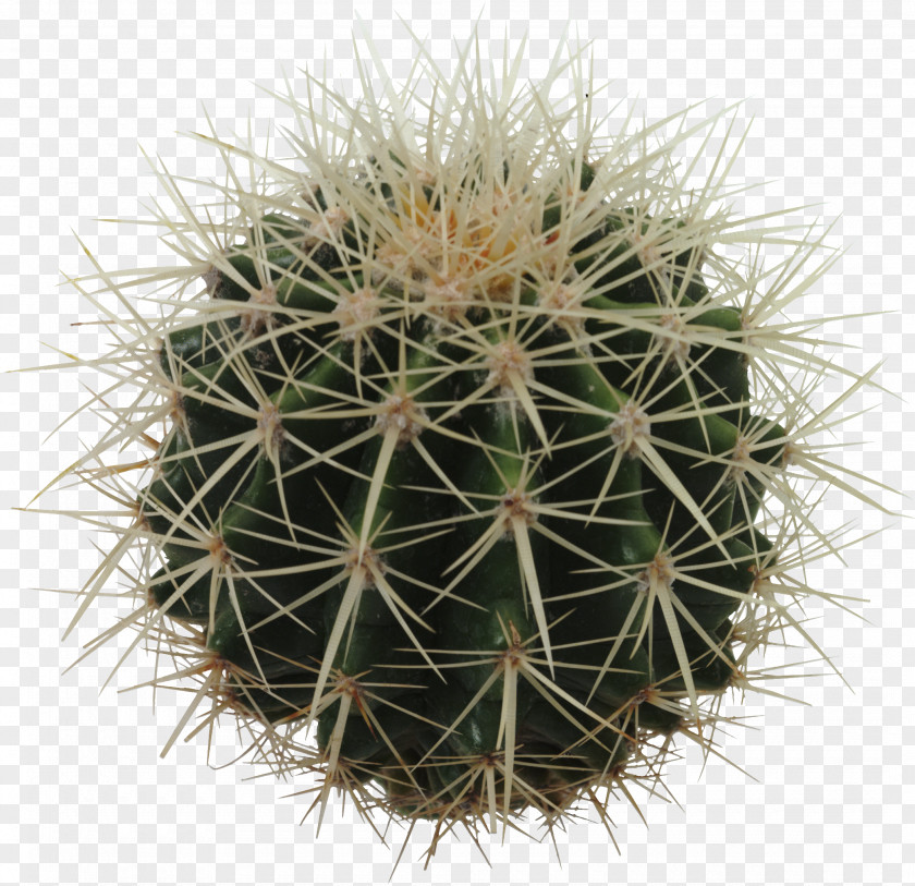 Cactus Image Icon PNG
