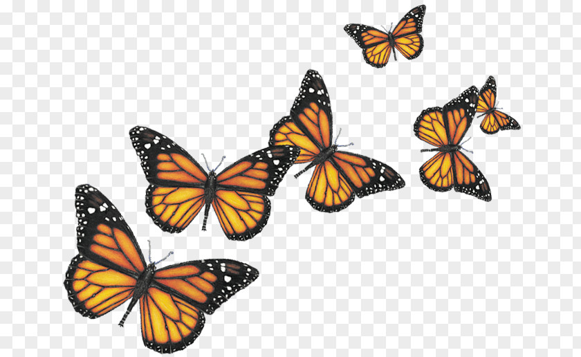Creative Butterfly Clip Art PNG
