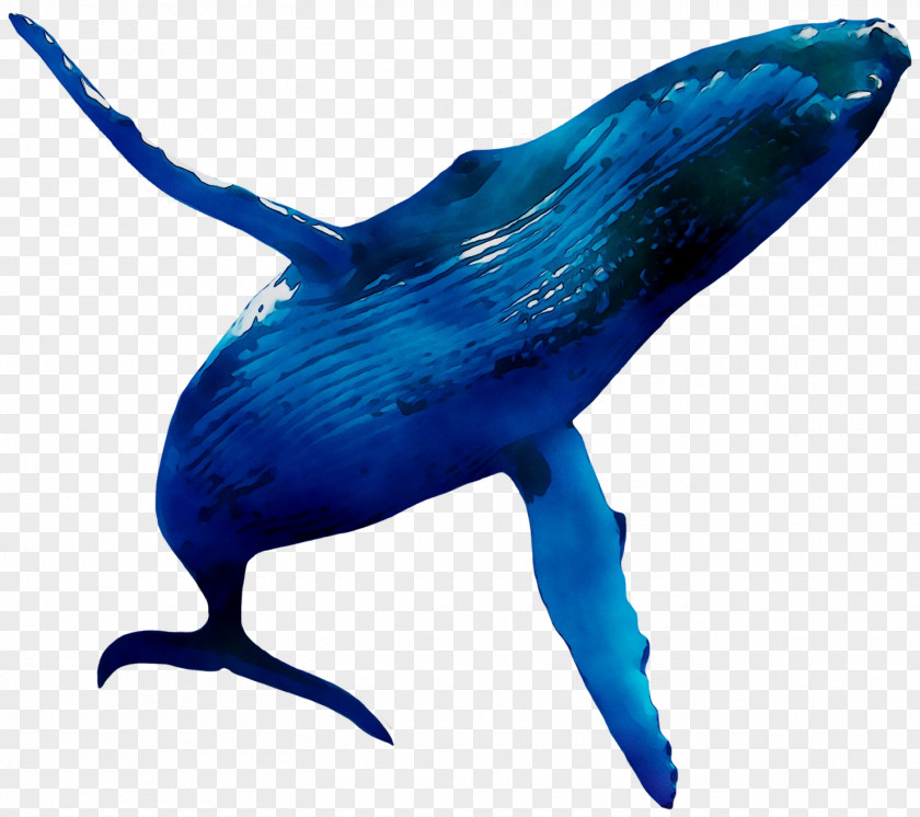 Dolphin Clip Art Image Download PNG
