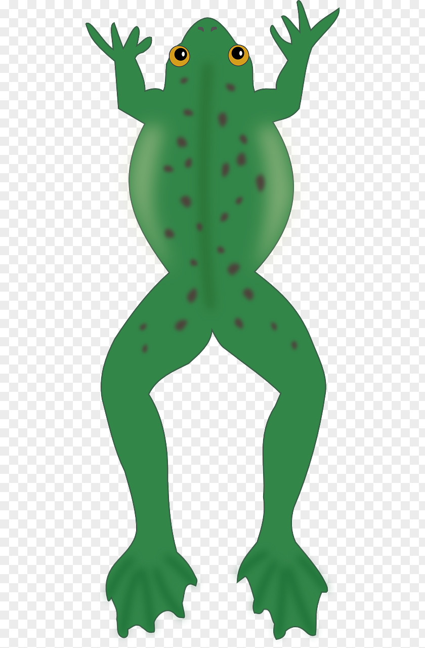 Frog Christian Clip Art Biology Clipart Amphibian PNG