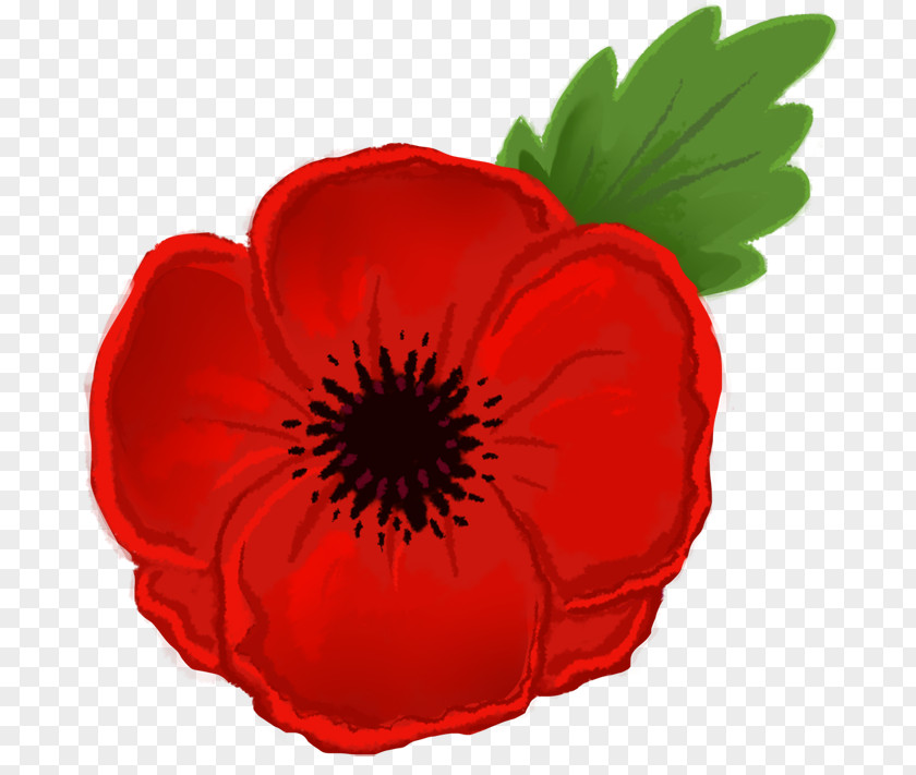 Poppy Cliparts Remembrance Drawing Flower Clip Art PNG
