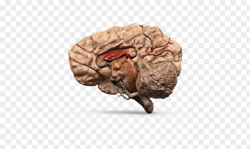 Brain Model Organism Neurology PNG