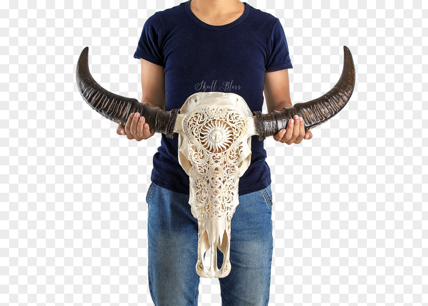 Buffalo Skull Forehead Horn Nose PNG