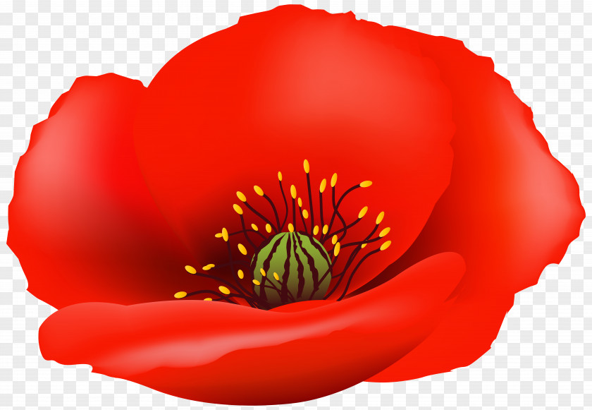 Flower Clip Art Poppy Image Vector Graphics PNG