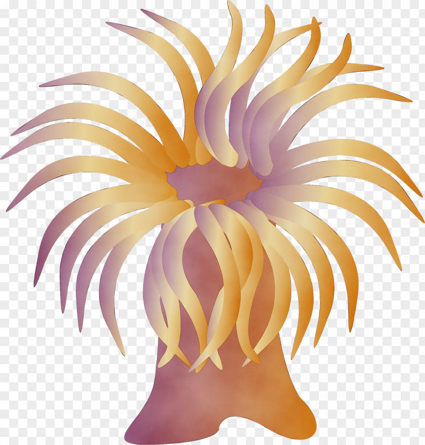 Petal Cnidaria Sea Anemone Clip Art Plant Marine Invertebrates PNG