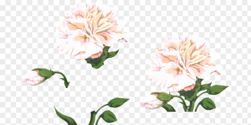 Pink Family Chinese Peony Flowers Background PNG