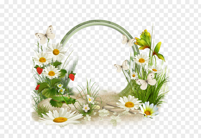 Spring Grass International Cat Day Birthday Daytime PNG