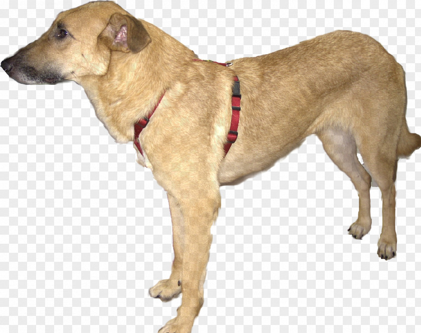 Tommy Dog Breed Black Mouth Cur Sporting Group .com PNG