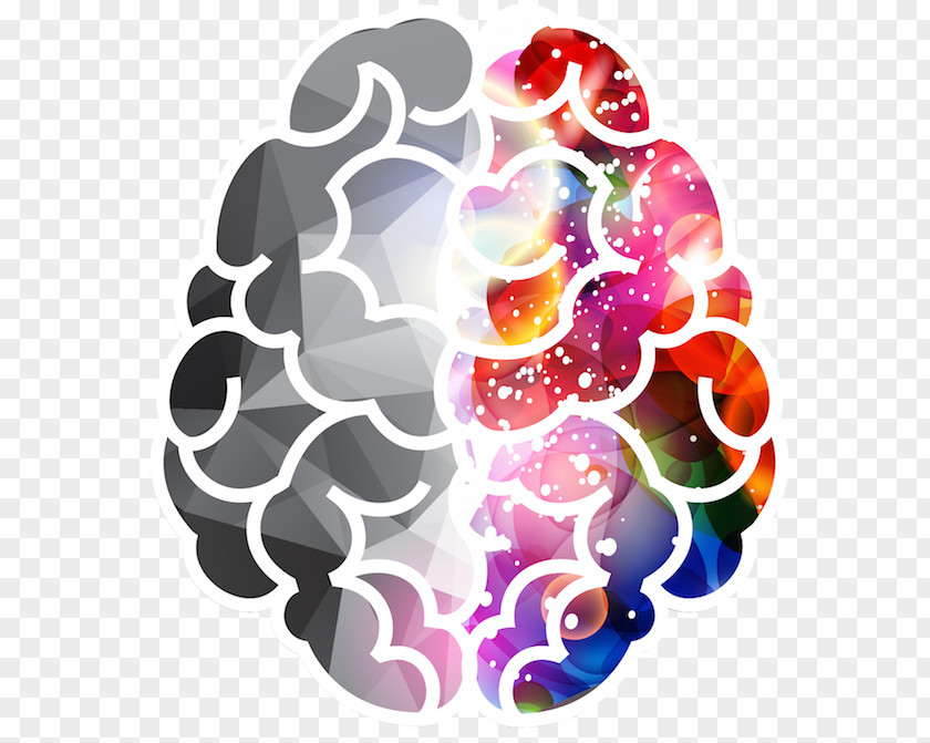 Brain Lateralization Of Function Human PNG