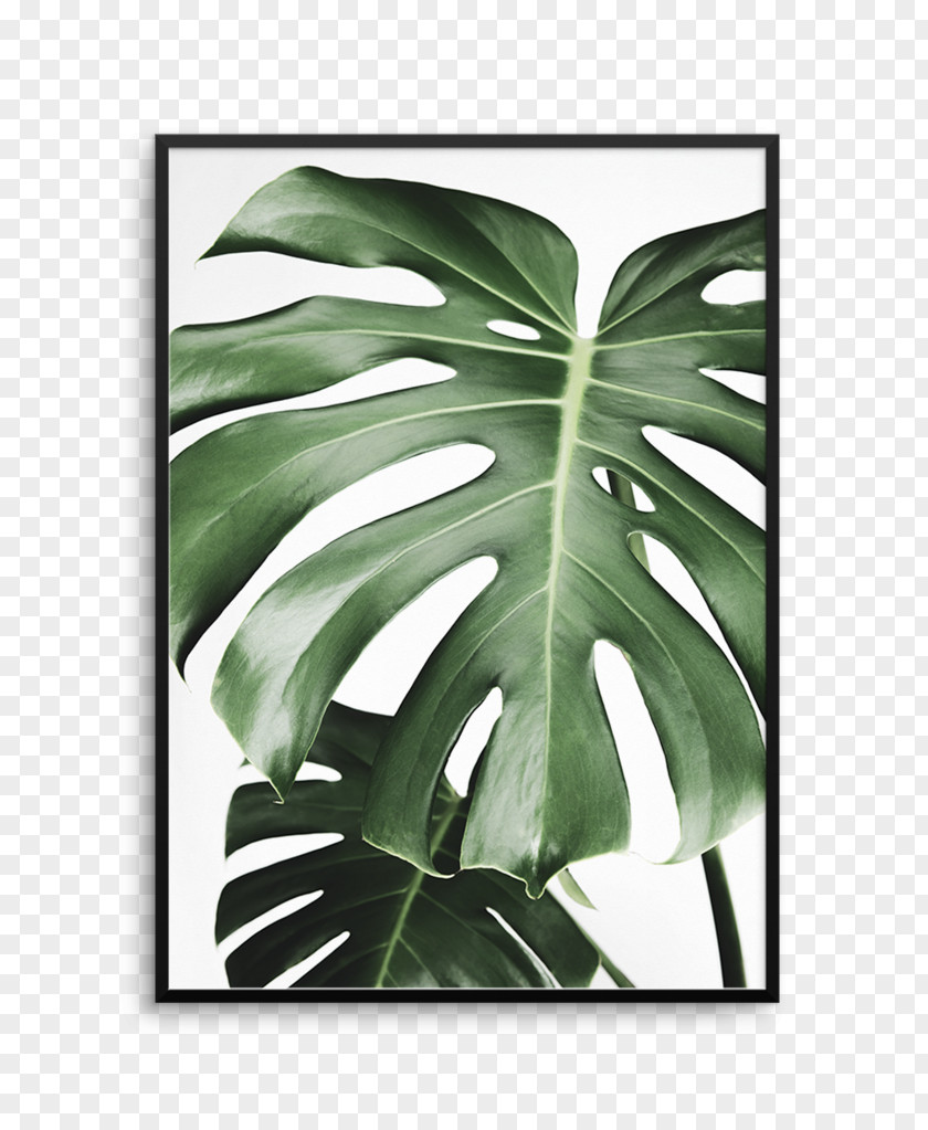 Contemporary Bohemian Living Room Design Ideas Swiss Cheese Plant Leaf Tree Poster Printing PNG