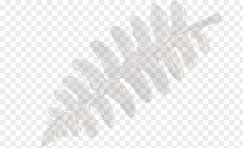 Porcupine Quill White PNG