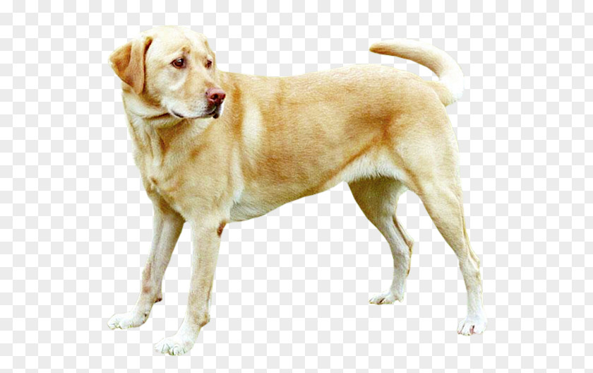 Puppy Labrador Retriever Husky Golden Beagle PNG