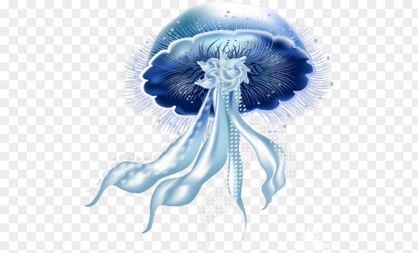 Sea Jellyfish Marine Biology PNG