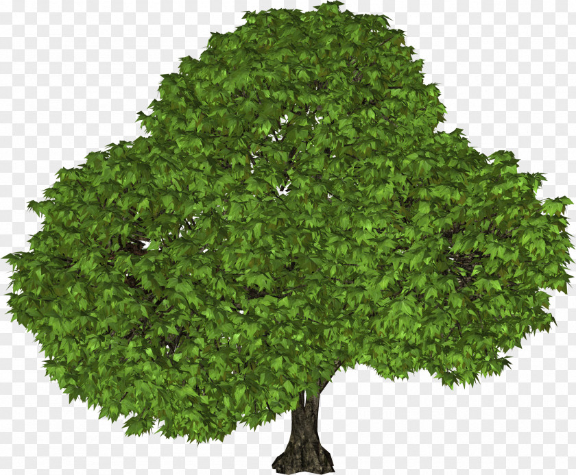 Tree Image Shrub Leaf Evergreen PNG