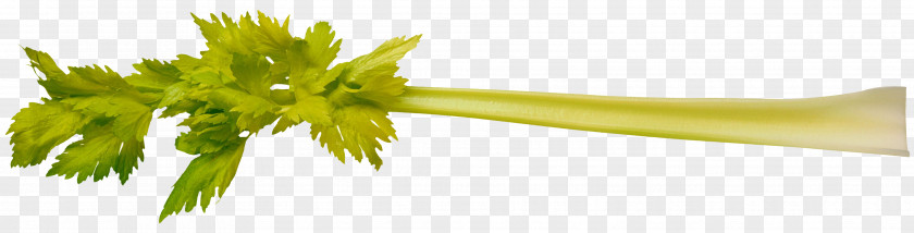 Vegetable Leaf Молодая Clip Art PNG