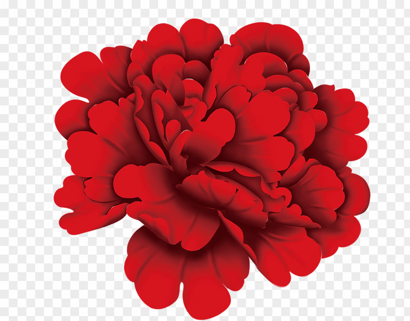 Big Red Chrysanthemums Chrysanthemum Flower PNG