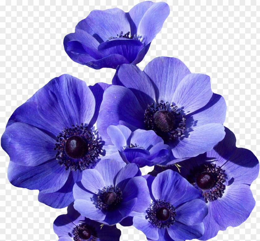 Blue Flower Photography PNG