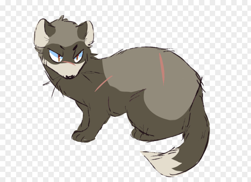 Cat Whiskers Ferret Weasels Drawing PNG