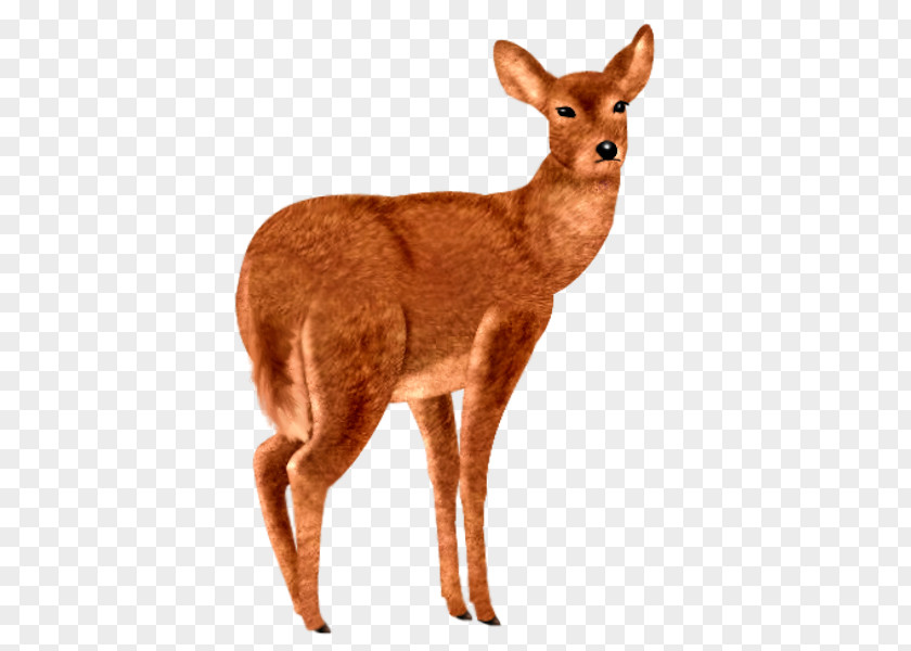 Deer Red Roe Animal Sauvage PNG