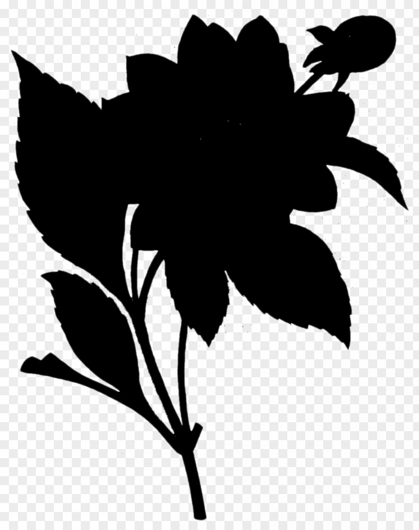 Flowering Plant Drawing Shoeblackplant Design PNG