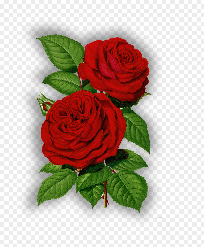 Foto Rose Cut Flowers PNG