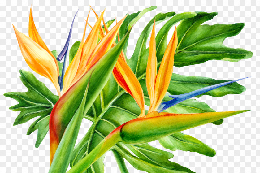 Heliconia Houseplant Bird Of Paradise PNG