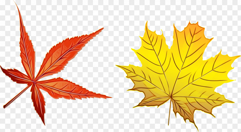 Sweet Gum Silver Maple Autumn Leaf Drawing PNG