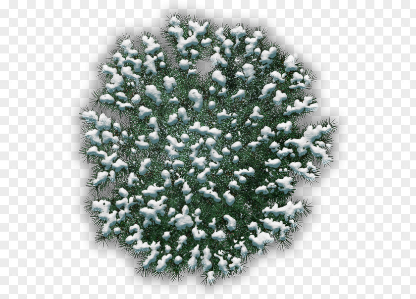 Christmas Tree Spruce Ornament Fir PNG