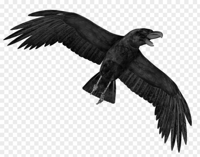 Crow Transparent Images Crows Display Resolution Clip Art PNG